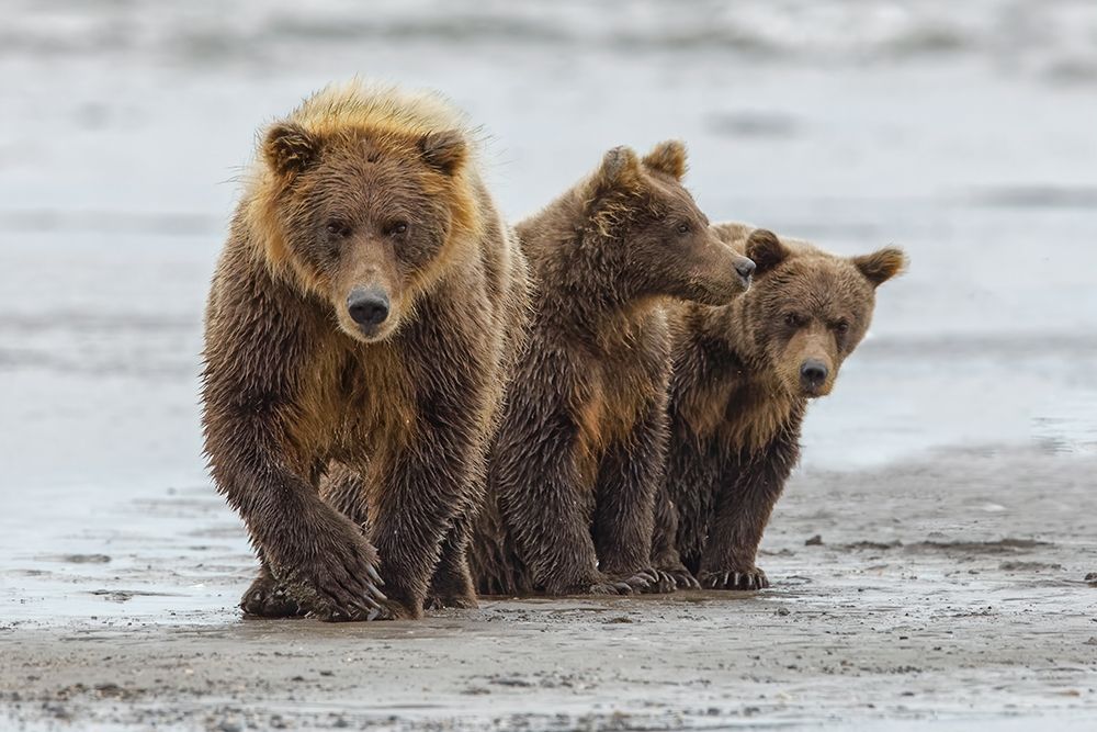 Female Brown bear and cubs-Silver Salmon Creek-Lake Clark National Park-Alaska